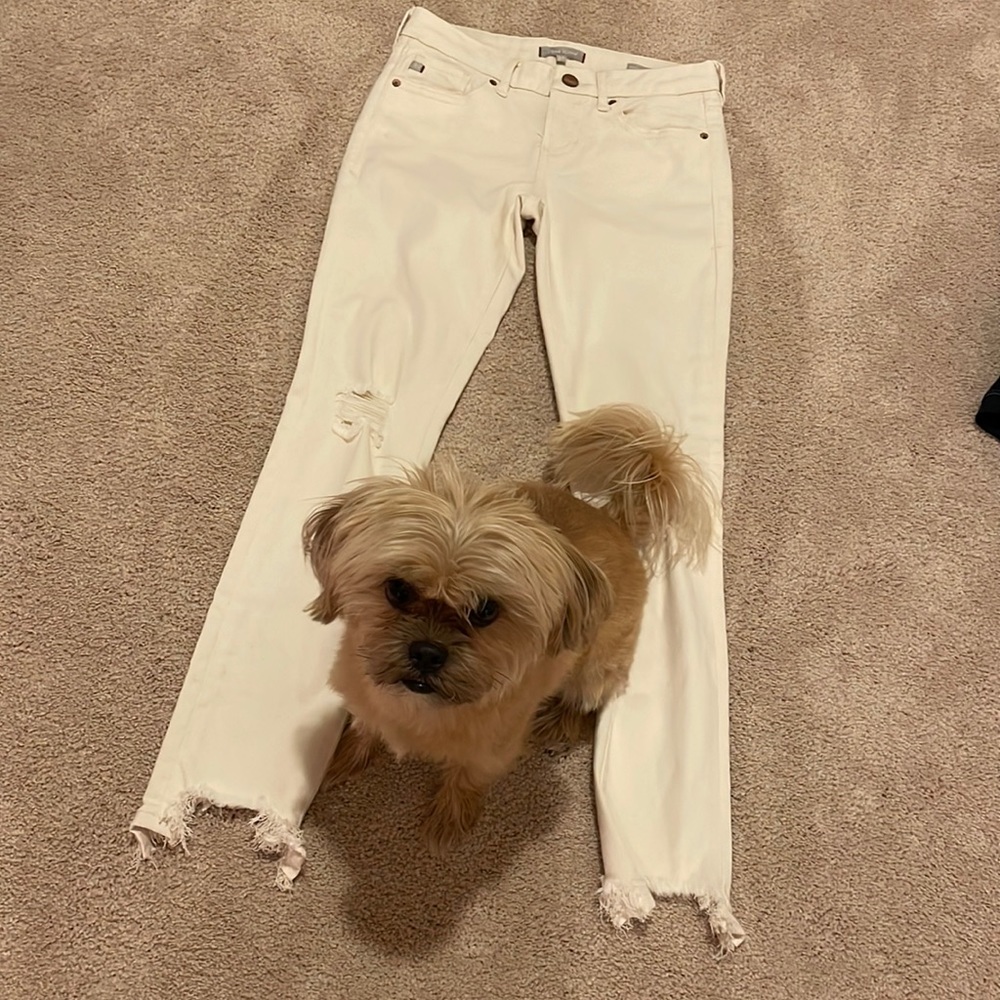 White Denim Jeans (dog not included)